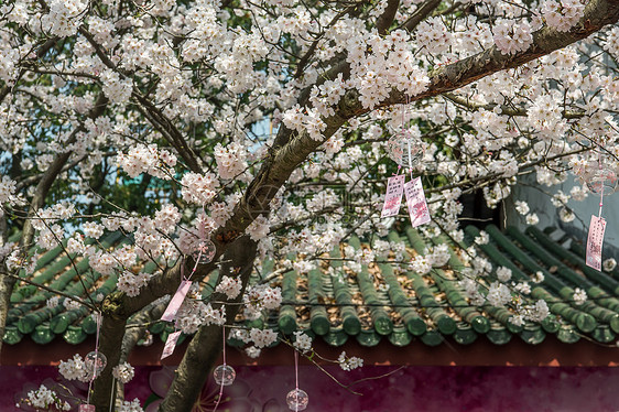 樱花树下的祈福图片