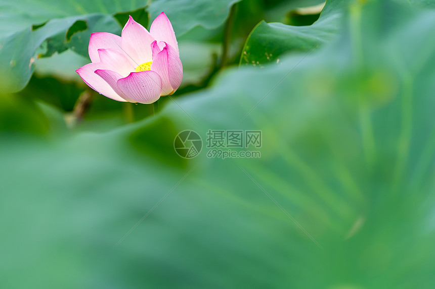 夏日荷花别样红图片