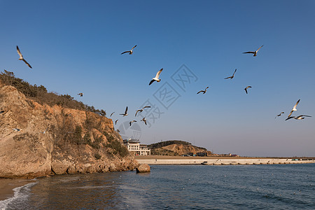 沙滩海鸥海鸥沙滩背景