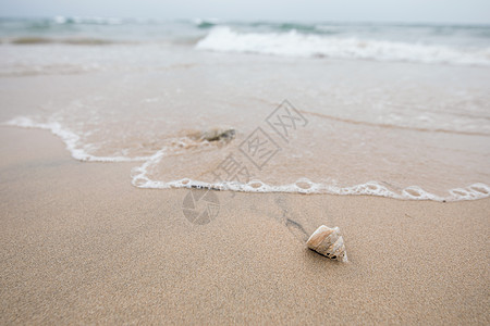 沙滩上的贝壳图片