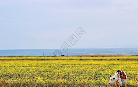 青海湖夏洛莱牛高清图片