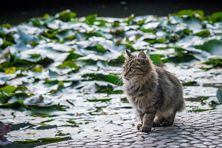 猫图片