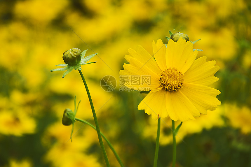 初夏的金鸡菊图片