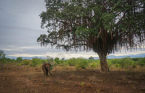 斯里兰卡大象斯里兰卡safari背景