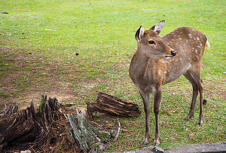 奈良公园奈良小鹿背景