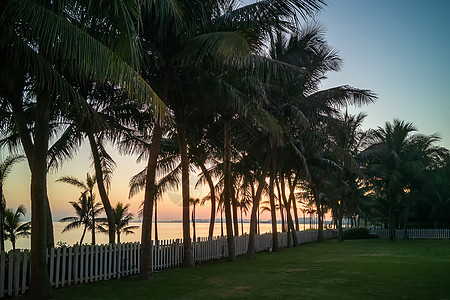 看海海口日落大道椰树林背景