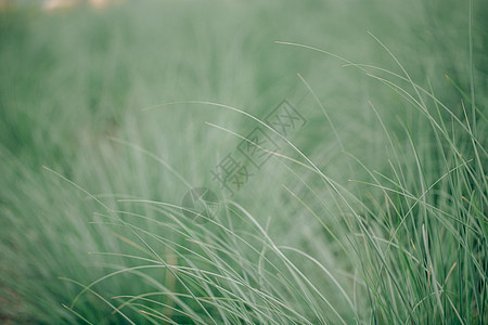 森系植物分割线植物叶子特写背景