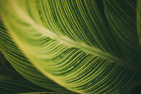 森系迎宾牌植物叶子特写背景