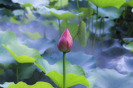 夏季荷花绿色夏季花朵高清图片