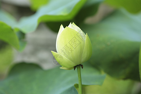 绿荷绿荷红菡萏高清图片