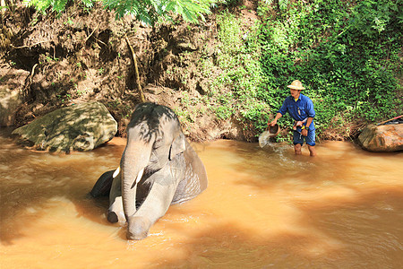 泰国清迈大象洗澡背景