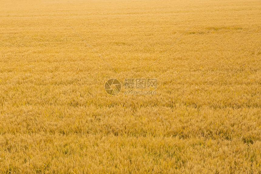 芒种时节金灿灿麦田图片