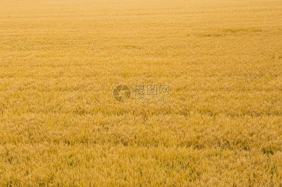 芒种时节金灿灿麦田图片