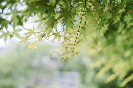 绿色树叶夏日清新的树叶背景