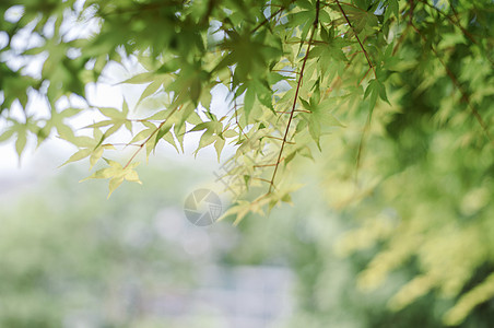 夏日清新的树叶背景图片