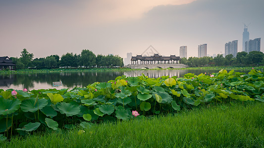 沙湖风景武汉沙湖公园风光背景