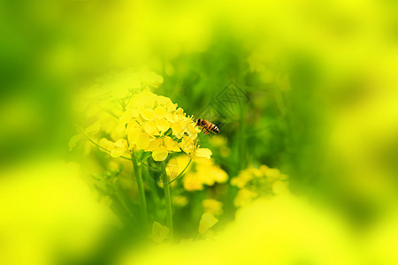 蜜蜂采蜜图片