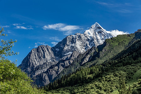 树林景观四川四姑娘山背景