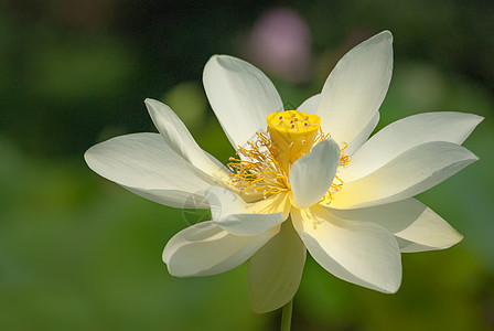 盛开的荷花白莲花图片