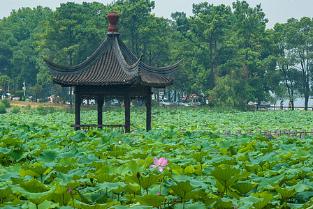 夏季武汉东湖磨山荷花园高清图片