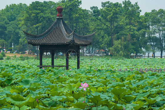 夏季武汉东湖磨山荷花园图片