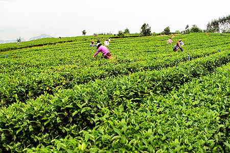 武夷山采茶季节采茶工与挑工背景