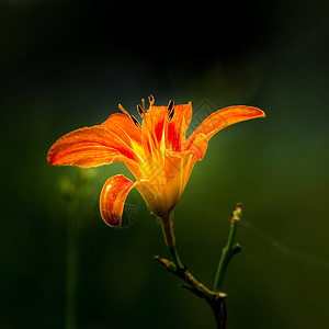 萱草花图片