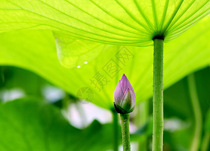 碧荷撑着伞的绿叶高清图片