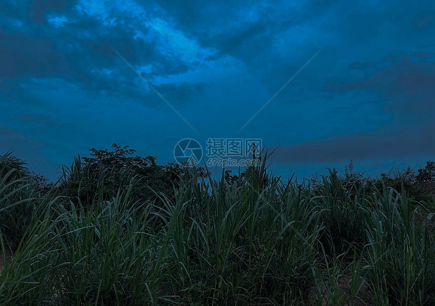 暴风雨前深蓝忧郁草丛图片