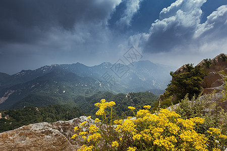 高山花朵图片