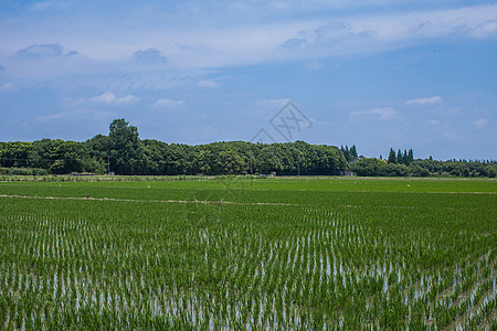 监控水稻素材稻田插秧背景