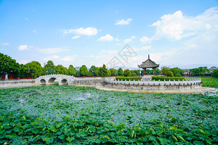 荷花亭子夏天荷花池背景