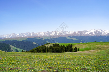 黄花沟大草原新疆喀拉峻大草原背景