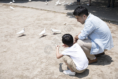 父子公园喂鸽子图片