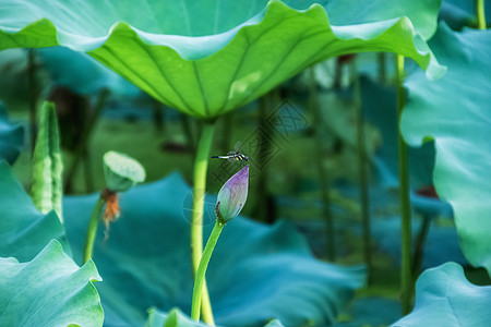 莲蓬蜻蜓背景背景