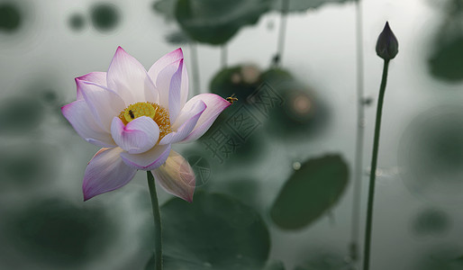 写意荷花背景图片