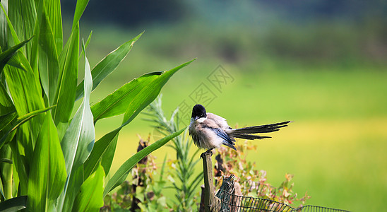 灰喜鹊玉米安徽省高清图片
