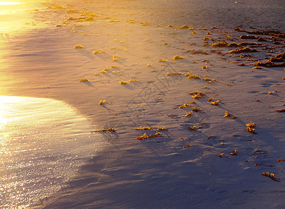 黄昏金色的沙滩点点透光的海草可爱迷人图片