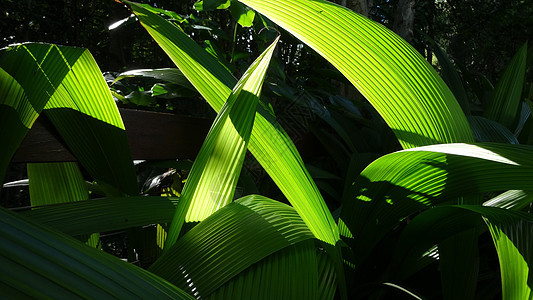 透光的绿色植物背景图片
