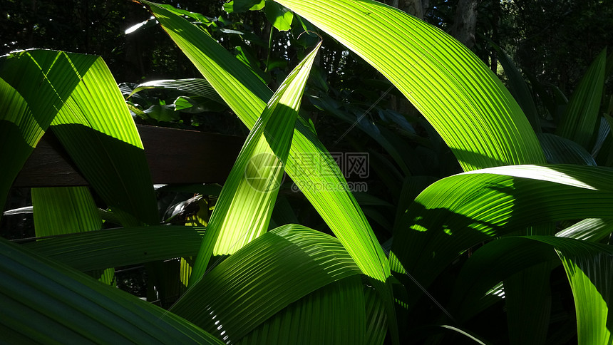 透光的绿色植物图片