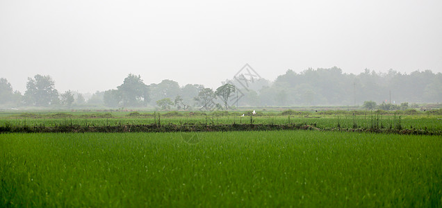 鱼米之乡梅雨时节朦胧田园背景