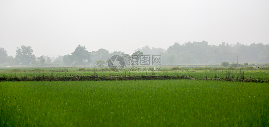 梅雨时节朦胧田园图片