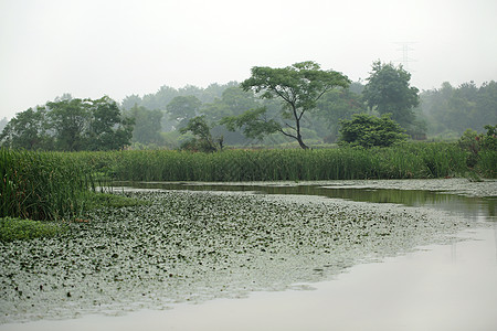 清澈的小溪梅雨时节朦胧田园背景