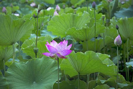 荷花粉红色绿叶莲花高清图片