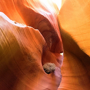 美国羚羊峡谷峡谷里的鸟窝背景图片