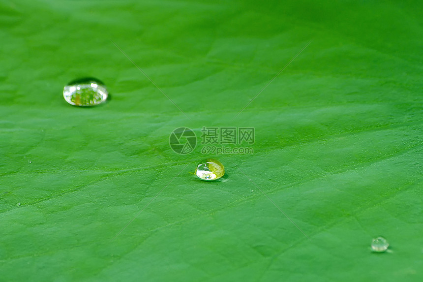 荷叶上的水珠