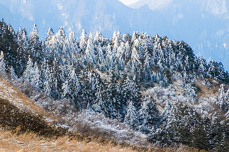 森林湖冰雪桥冰雪覆盖的森林背景