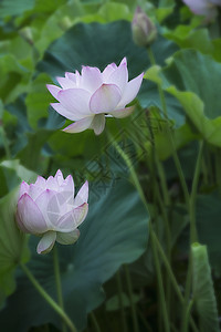 莲藕荷花背景