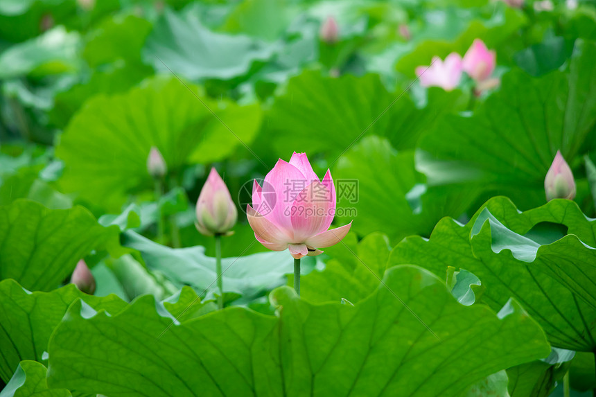 荷花图片