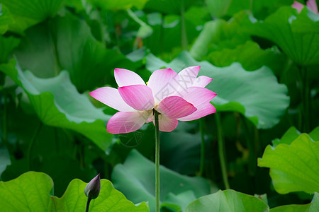 荷花图片